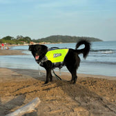 Gilet de sauvetage pour Chien